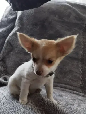 Süßer Chihuahua Welpe zu verkaufen !