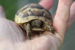 Maurische Landschildkröten