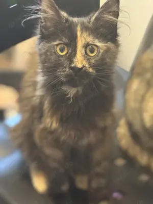 Main coon kitten