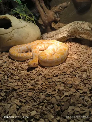 0,1 Albino Tigerpython 