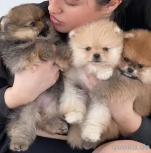 Pomeranian mini Zwergspitz welpen