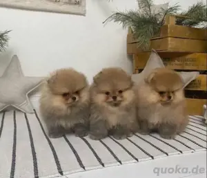 Super Pomeranian mini Zwergspitz welpen 
