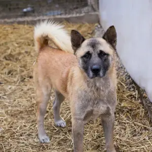 Akita Mischling *JUAN*: etwas für Kenner und Liebhaber dieser Hunderasse