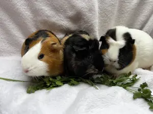 Meerschweinchen Pärchen 