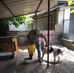 *HERO* Der Rüde ist anfangs zurückhaltend. Er mag Einzelhund sein. Bild 4