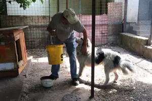 *HERO* Der Rüde ist anfangs zurückhaltend. Er mag Einzelhund sein. Bild 3