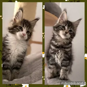 Maine Coon Kitten , Katzen Kater
