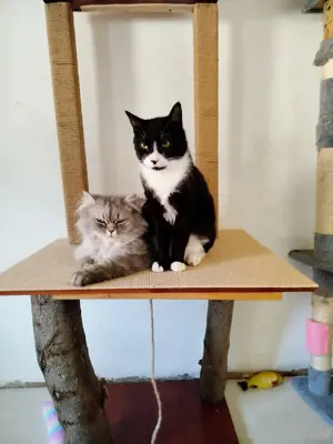 Hauskater Abzugeben 