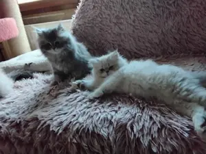 Liebe verschmusste Perser Babys mit Näschen 