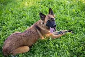 *BRIAN* Der Schäferhund Mix, aktiv und verspielt, sucht ein liebevolles Zuhause