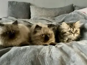 Reinrassige Perserbabys