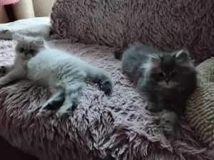 Liebe verschmusste Perser Babys mit Näschen 