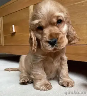 Cocker Spaniel welpen