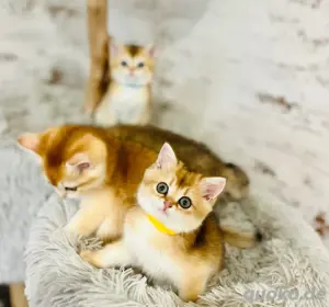 Bildhübsche BKH kitten in Shell