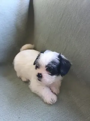 Knuffiger Mix Welpe