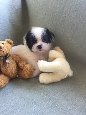 Knuffiger Mix Welpe