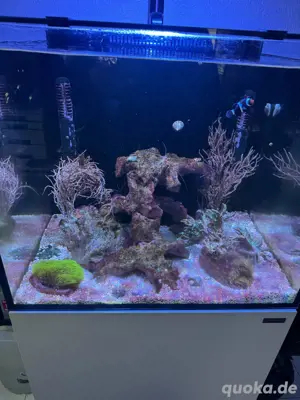 Meerwasser EpoReef + Korallen + Fische (Abgabe nur Komplett!)