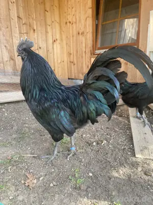 Ayam Cemani Bruteier 10 Stück