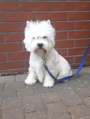 West Highland White Terrier 