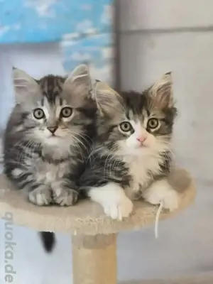 wunderschöne Norwegischewaldkatze Mix Maine Coon Kitten 
