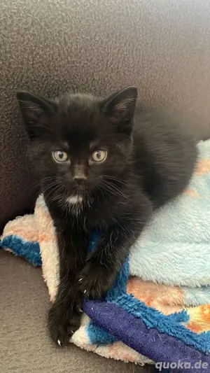 Baby kitten 