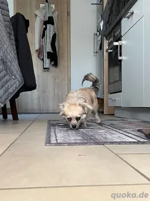 Peckinese-Chiuahua