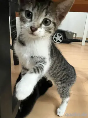Baby kitten 