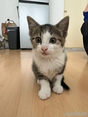Baby kitten 