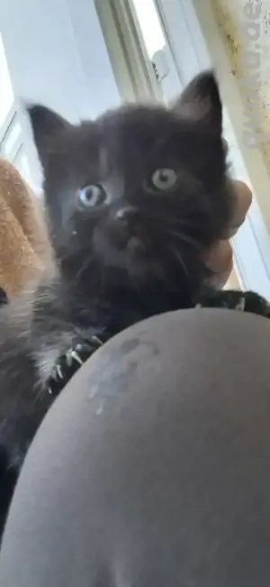 Sehr süße Katzenbabys suchen ein neues Zuhause 