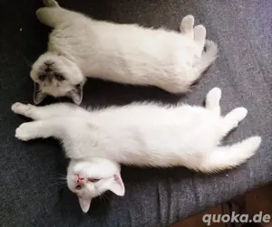 Britisch Kurzhaar   BKH Kitten