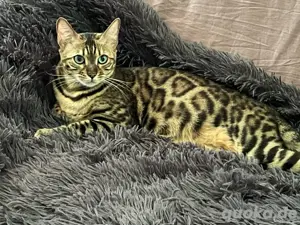 Bengalkatze  zum züchten 