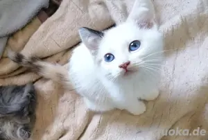 birma michling ab zu geben die kleine emma suchtein neues zuhause 