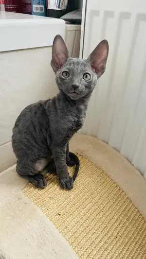 Zwei Cornish Rex Katerchen suchen ihre neuen Dosenöffner 