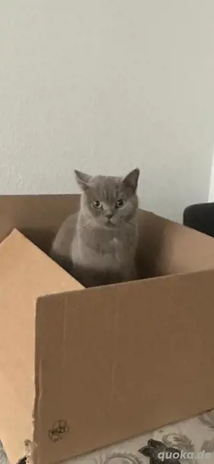 BKH 2 Jahre Alt Weibchen