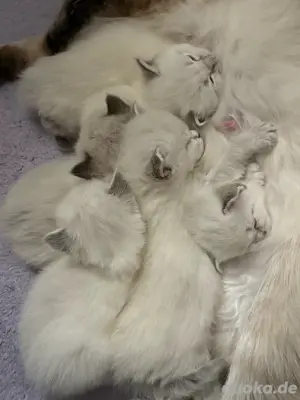 Ragdoll Kitten