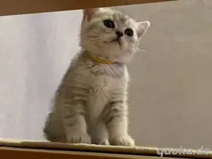 Wunderschöne BKH Katze mit Stammbaum!