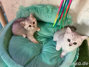 Wunderschöne BKH Katze mit Stammbaum! Bild 2