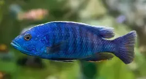 3 blaue Maulbrüter und 1x L-Wels abzugeben