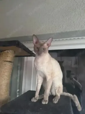 Deckkater Cornish Rex 