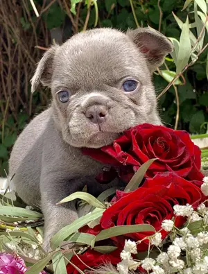 Premium Französische Bulldoggen Welpen aus promovierter Zucht 