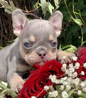 Premium Französische Bulldoggen Welpen aus promovierter Zucht