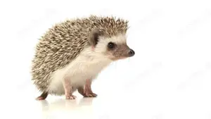 Afrikanischer Weißbauchigel abzugeben 