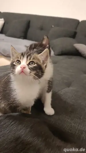 katzenbaby