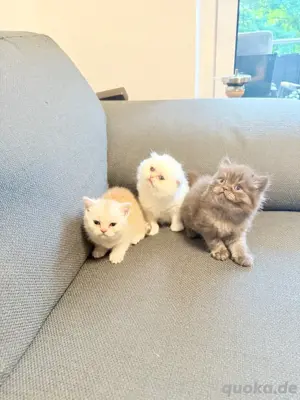 katzen babays 