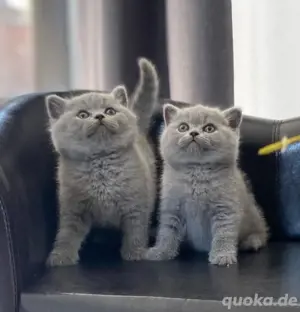 Bkh kitten. 