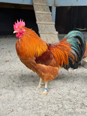 10 New Hampshire Küken abzugeben 