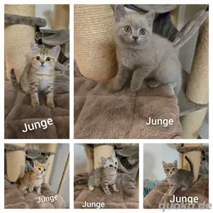 Bkh kitten 5 Stück  abgabebereit