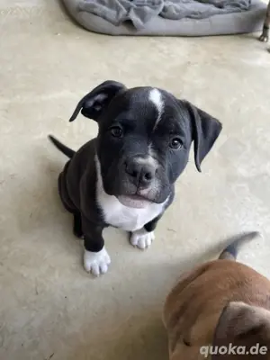 American Bully American Bulldog Old Englisch Bulldogge 