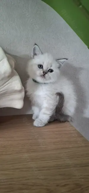 Bkh,Blue Point,Kitten
