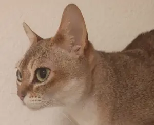 Wurfankündigung Singapura Babys kleinste Katzenrasse Katze